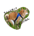 柴犬げんの野望（個別スタンプ：7）