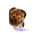 柴犬げんの野望（個別スタンプ：9）