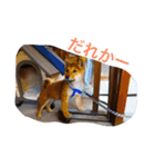 柴犬げんの野望（個別スタンプ：10）