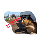柴犬げんの野望（個別スタンプ：11）