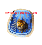 柴犬げんの野望（個別スタンプ：13）