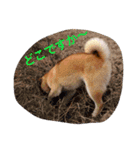 柴犬げんの野望（個別スタンプ：14）