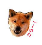 柴犬げんの野望（個別スタンプ：15）