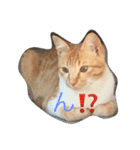 ネコ、ねこ（個別スタンプ：1）
