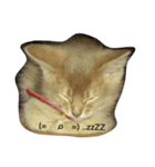 ネコ、ねこ（個別スタンプ：3）