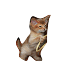 ネコ、ねこ（個別スタンプ：4）