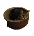 ネコ、ねこ（個別スタンプ：5）
