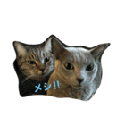 ネコ、ねこ（個別スタンプ：6）