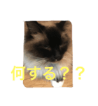らむさま（個別スタンプ：8）