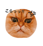 しー太です。（個別スタンプ：7）