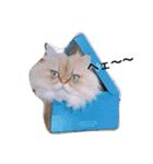 しー太です。（個別スタンプ：9）