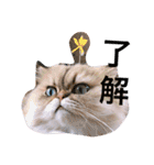 しー太です。（個別スタンプ：19）