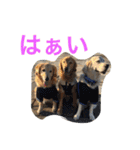ゴールデンレトリバー SOLAMO（個別スタンプ：2）