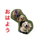 ゴールデンレトリバー SOLAMO（個別スタンプ：3）