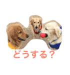 ゴールデンレトリバー SOLAMO（個別スタンプ：4）