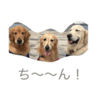 ゴールデンレトリバー SOLAMO（個別スタンプ：5）