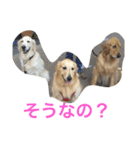 ゴールデンレトリバー SOLAMO（個別スタンプ：6）