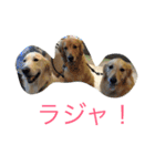 ゴールデンレトリバー SOLAMO（個別スタンプ：7）