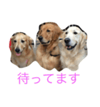 ゴールデンレトリバー SOLAMO（個別スタンプ：9）