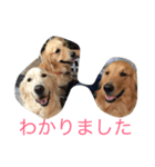 ゴールデンレトリバー SOLAMO（個別スタンプ：10）
