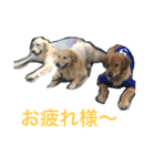 ゴールデンレトリバー SOLAMO（個別スタンプ：11）