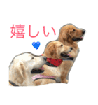 ゴールデンレトリバー SOLAMO（個別スタンプ：12）
