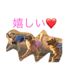 ゴールデンレトリバー SOLAMO（個別スタンプ：13）