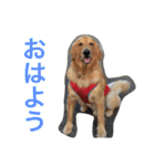 ゴールデンレトリバー SOLAMO（個別スタンプ：14）