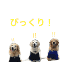 ゴールデンレトリバー SOLAMO（個別スタンプ：24）