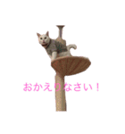 みぃちゃんだよ〜！（個別スタンプ：22）