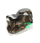 つむぎとこまると（個別スタンプ：6）