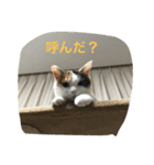 つむぎとこまると（個別スタンプ：17）