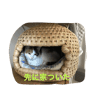 つむぎとこまると（個別スタンプ：23）