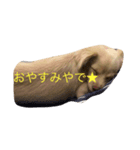 ジョージスタンプ（個別スタンプ：3）