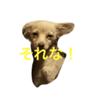 ジョージスタンプ（個別スタンプ：5）