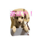 ジョージスタンプ（個別スタンプ：7）