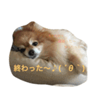 オクまん（個別スタンプ：16）