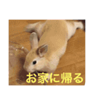My pet Chamo and Vanilla（個別スタンプ：8）