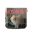 My pet Chamo and Vanilla（個別スタンプ：9）