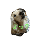 元気なモッチュ その2（個別スタンプ：20）