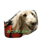 元気なモッチュ その2（個別スタンプ：24）
