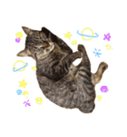 猫の むぎ（個別スタンプ：4）