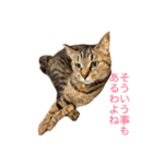 猫の むぎ（個別スタンプ：5）