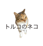 猫の むぎ（個別スタンプ：6）