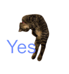 猫の むぎ（個別スタンプ：7）