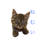 猫の むぎ（個別スタンプ：8）