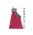 猫の むぎ（個別スタンプ：9）