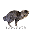 猫の むぎ（個別スタンプ：10）