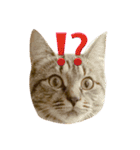 猫の むぎ（個別スタンプ：12）