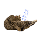 猫の むぎ（個別スタンプ：13）